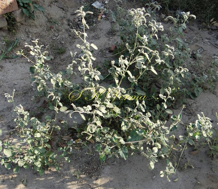  Plant